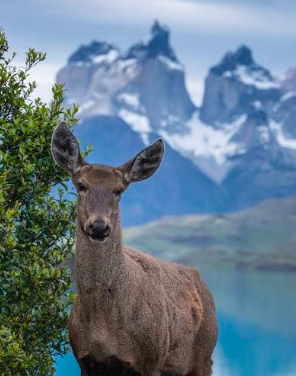 Chile 